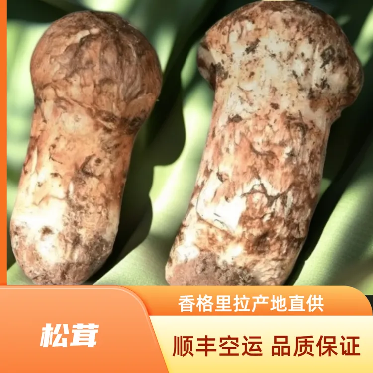 云南香格里拉新鲜松茸菌顺丰空运冷链包邮可煲汤炖鸡刺身