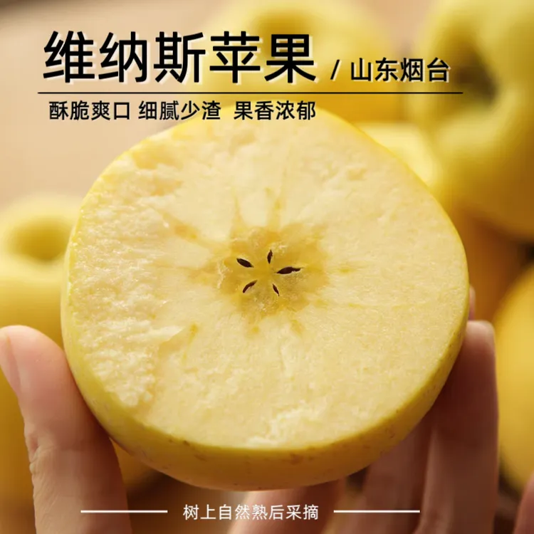山东黄金维纳斯苹果香甜酥脆唇齿留香应季水果产地直发