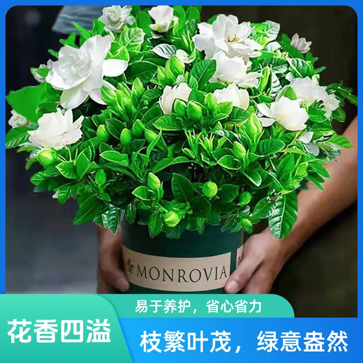 【大冠栀子花】丛生香水重瓣盆栽花卉植物室内带花苞大苗四季好养