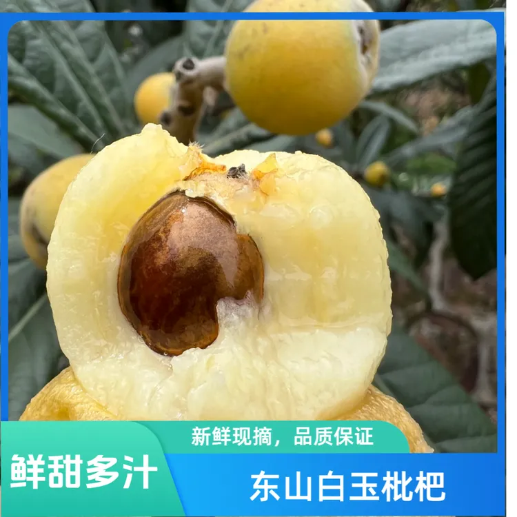 正宗苏州东山白玉枇杷，果农自产自销，果园直发顺丰到家礼盒包装