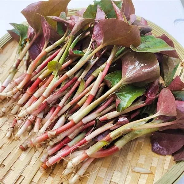 新鲜折耳根嫩叶现挖鱼腥草四川当季生鲜蔬菜凉拌食用猪鼻拱侧耳根