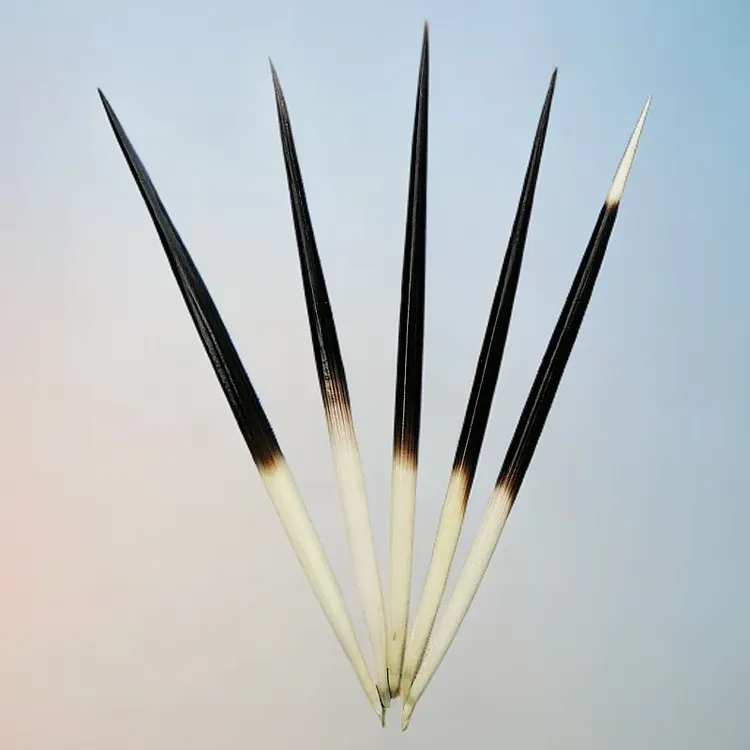 缅甸深山豪猪刺箭猪刺精选100g做工艺品可炮制打粉长15-25cm