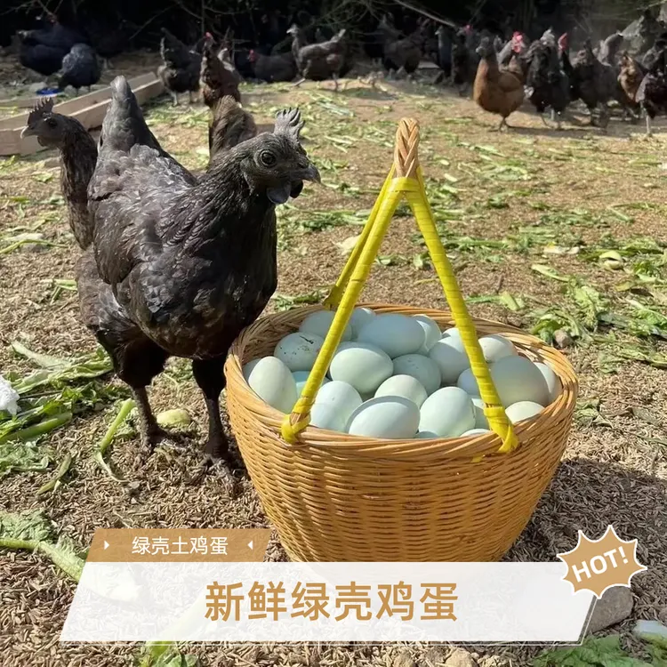 农家散养绿壳土鸡蛋新鲜营养月子滋补之选