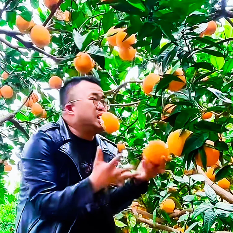 （好先生助农）黄心.新鲜现摘现发云阳纽荷尔脐橙酸甜适中汁水充足