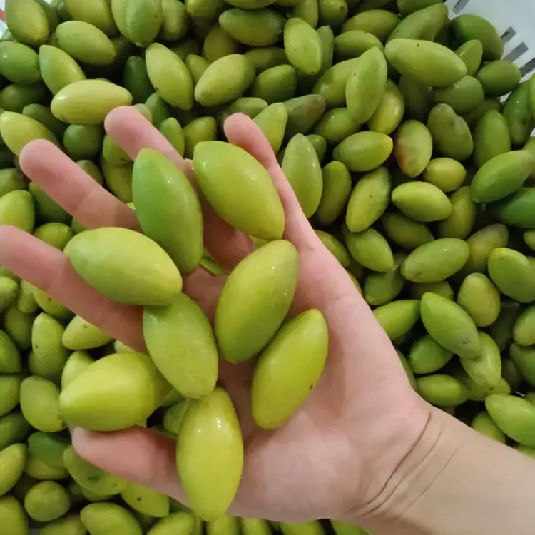 酒楼煲汤橄榄潮汕青橄榄现摘新鲜青橄榄鲜果煮汤橄榄新鲜橄榄果