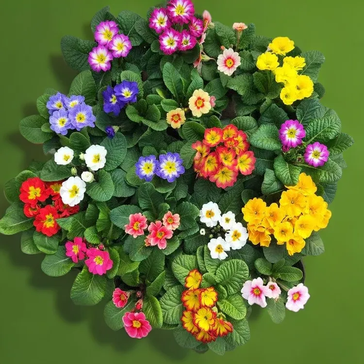 【三盆包邮欧洲玫瑰报春】懒人盆栽室内多年生耐寒开花好带花苞