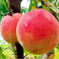 【三妹】凤凰红桃脆甜多汁新鲜现摘当季应季水果顺丰包邮坏果包赔