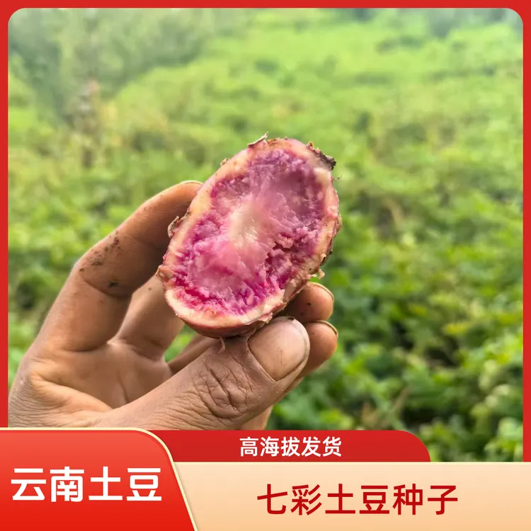 云南七彩土豆红心土豆花青素土豆洋芋马铃薯种子【发货不带芽】