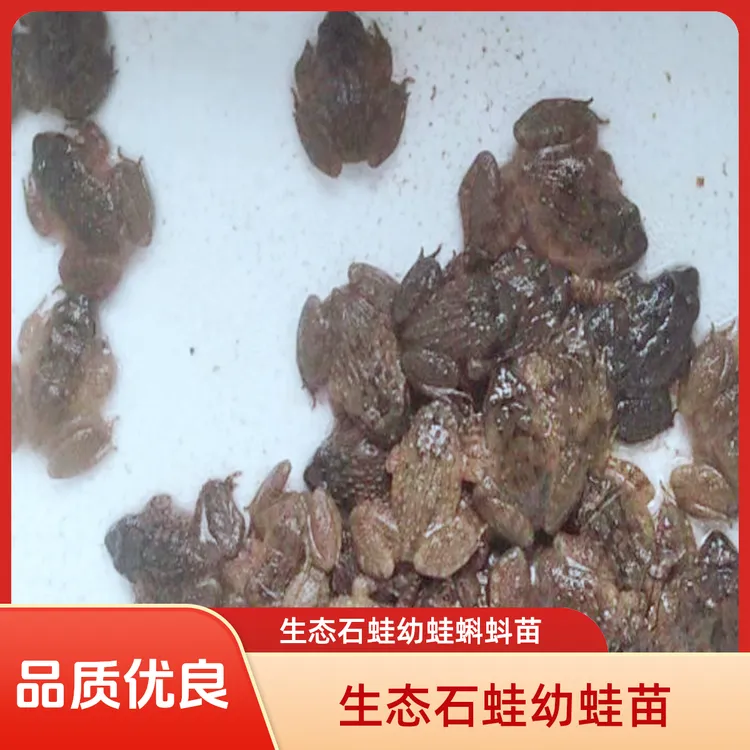 大山里的鲜活石蛙深山活泉石鲮石冻棘胸蛙滋补妇孺月子老人大补