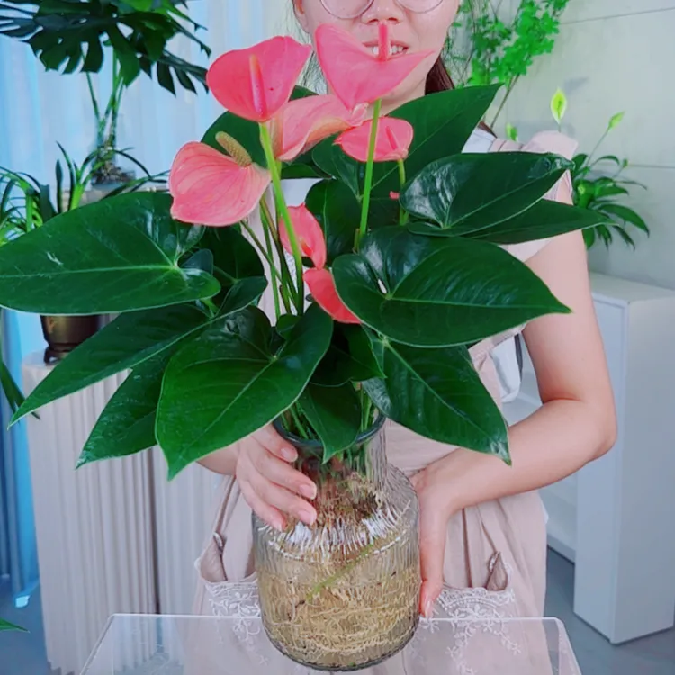 ZG带冰川瓶水培粉掌绿植净化空气桌面盆栽3-4花水培30-40CM