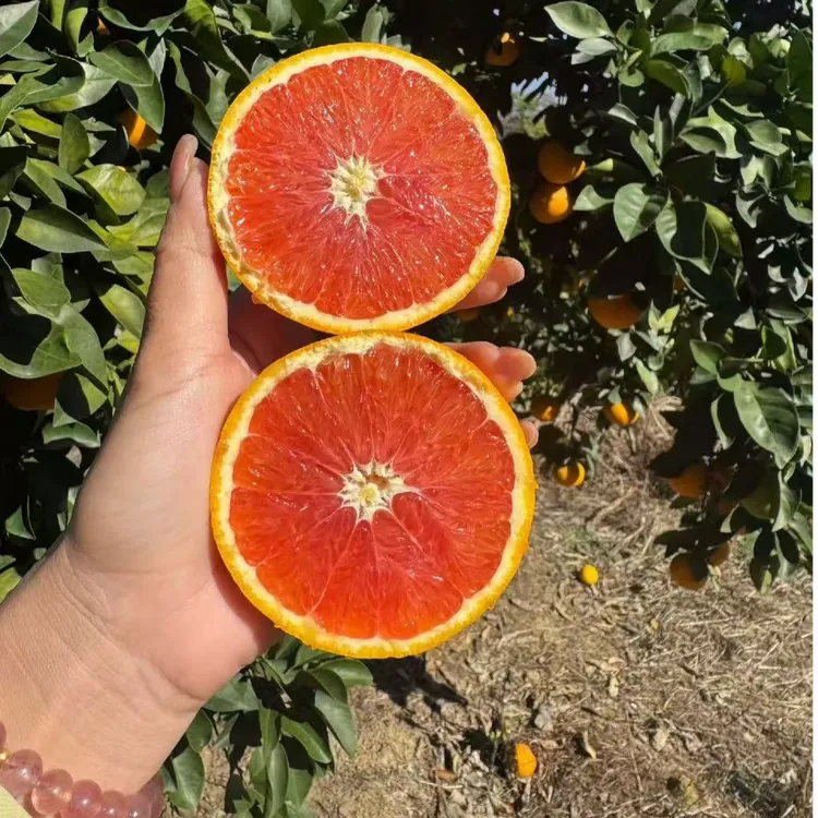 【京东发货】江西赣南中华红血橙鲜嫩多汁产地直发