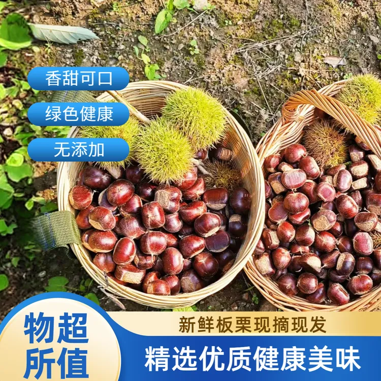 2025年新采摘迁西板栗新鲜生板栗油栗精品饱满坏果包赔产地直发