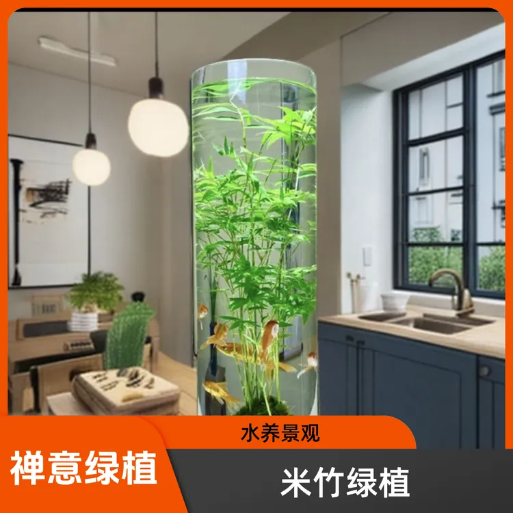 植物家用竹子客厅绿植盆栽室内水培植物茶室盆景