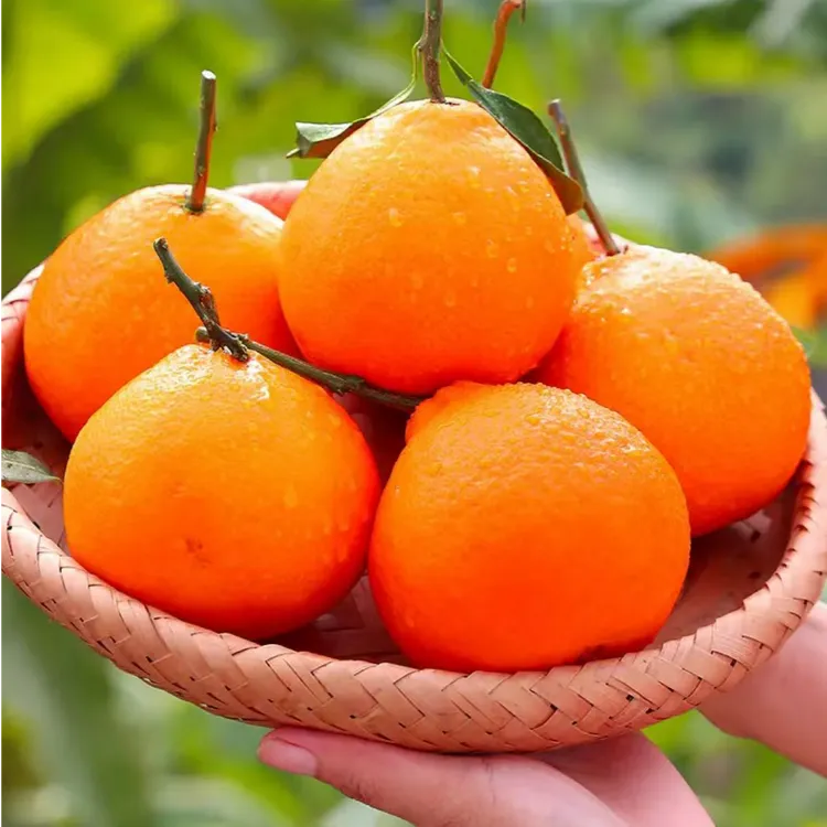 【坏果包赔】四川爱媛果冻橙3/4.5斤装当季水果皮薄多汁【DB】