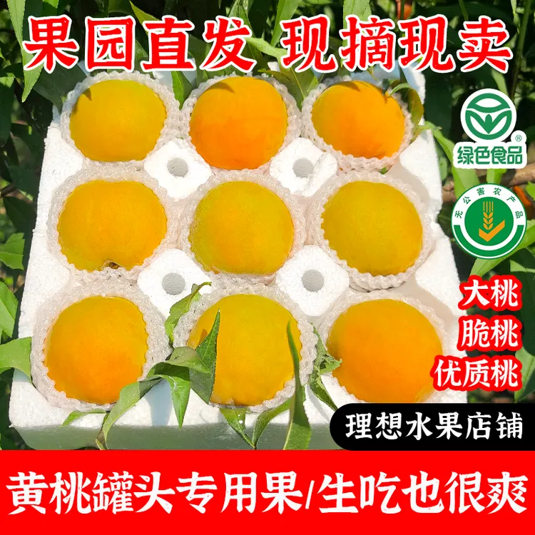 砀山黄桃做罐头专用大桃硬脆新鲜水果现摘整箱包邮83黄金冠19南非