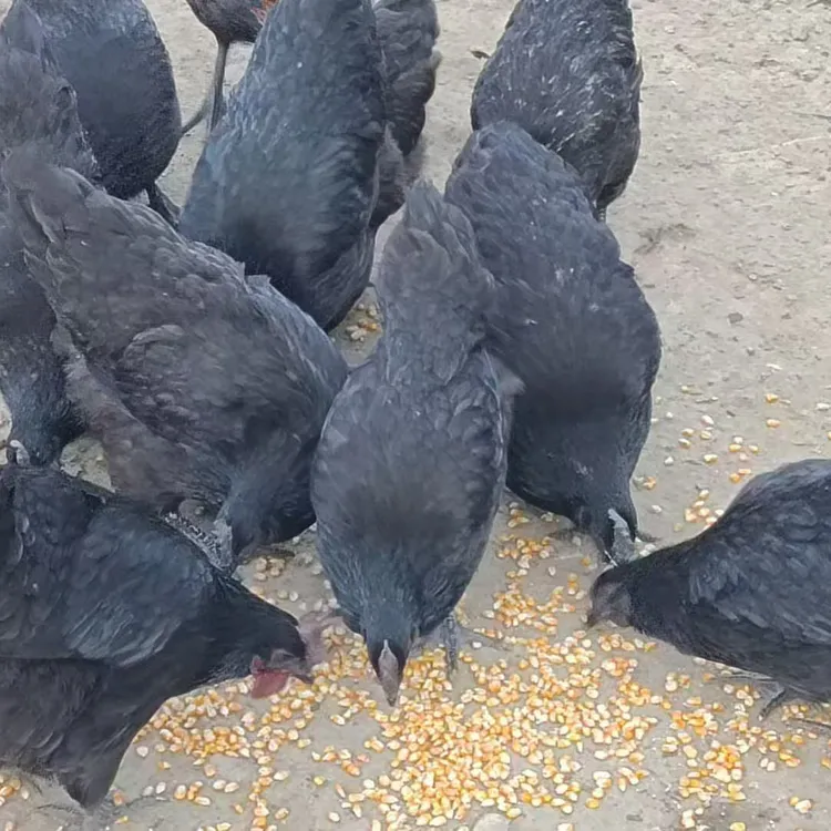 本地散养土鸡肉顺丰冷链包邮农村自己养的土鸡肉五谷杂粮