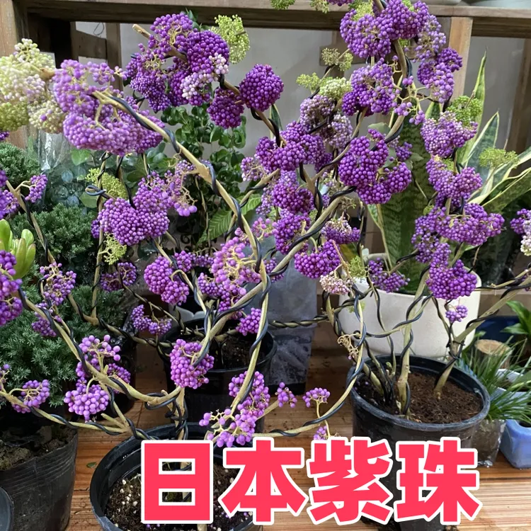 日本紫珠花苗盆栽庭院花园植物灌木转运珠紫珠花阳台盆栽多年生