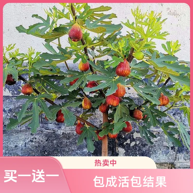 无花果树果苗带果盆栽矮化波姬红特大果树苗四季可种南方北方耐寒