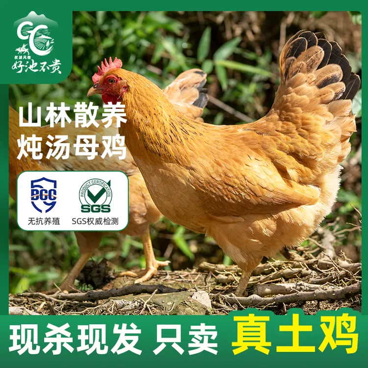 10只土鸡300枚土鸡蛋皖南山林散养母鸡公鸡童子鸡顺丰发货