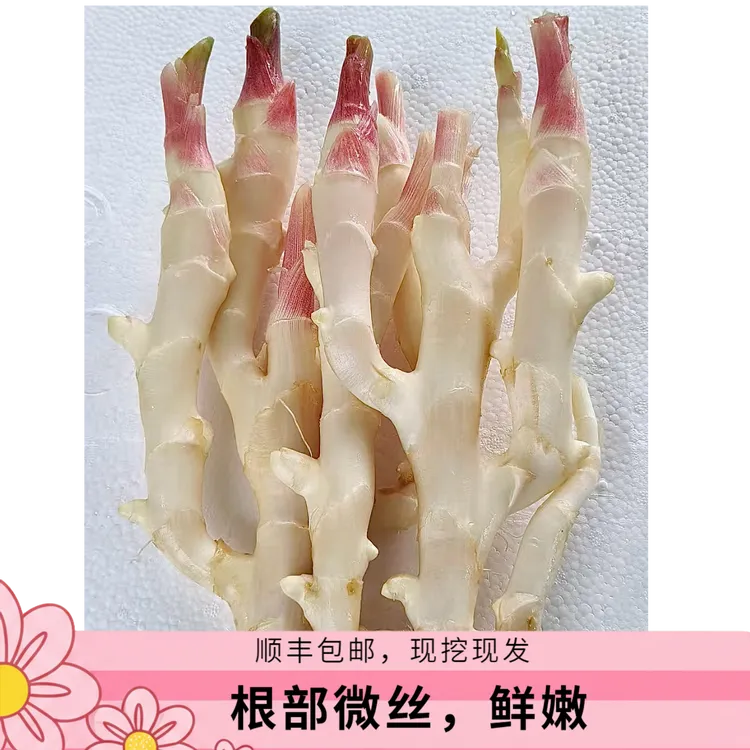 红芽嫩仔姜仔姜新鲜现挖仔姜嫩姜芽【顺丰包邮】根部有微丝带微土