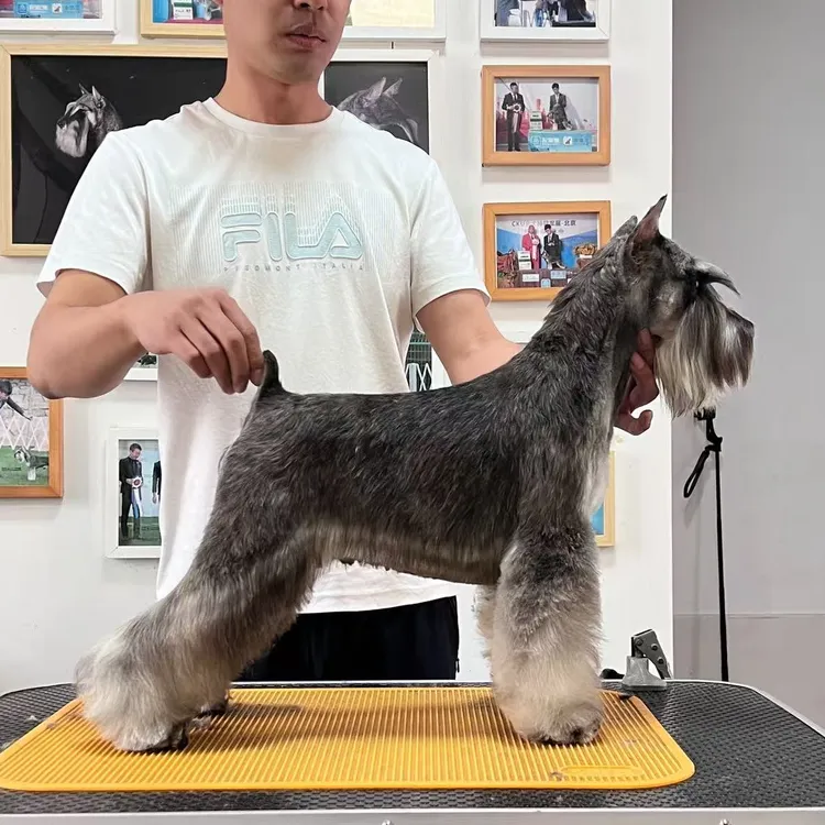 雪纳瑞幼犬定金链接