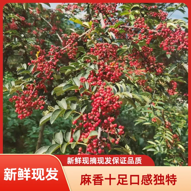 新鲜武都大红袍红花椒现摘现发麻香十足甘肃高山产地花椒炸花椒油