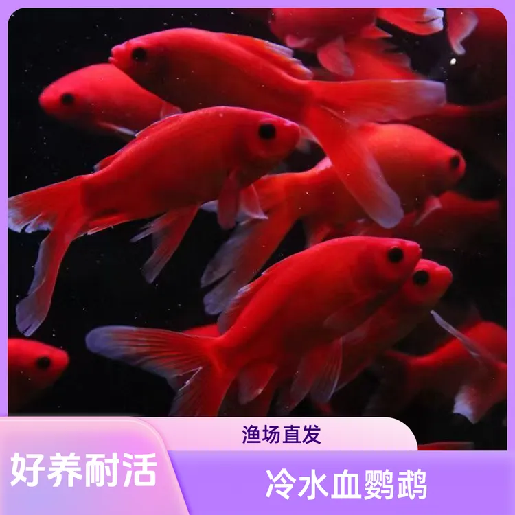 冷水鹦鹉鱼淡水鱼血鹦鹉鱼北方冷水水产鱼观赏活体鹦鹉鱼观赏鱼