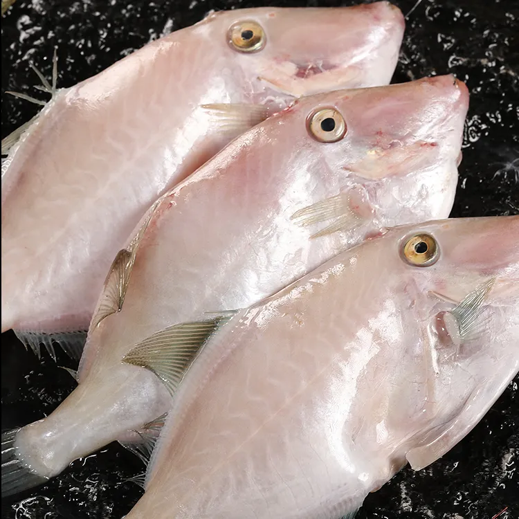 耗儿鱼大号扒皮鱼新鲜冷冻马面鱼中大码剥皮鱼商用批发海鲜火锅