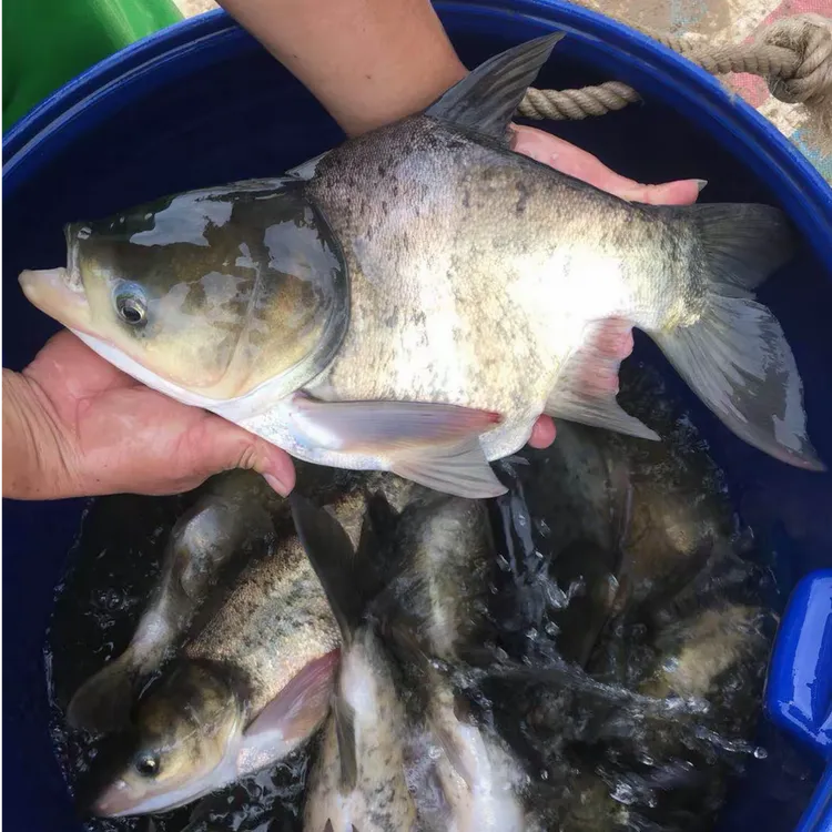 缩骨大头鱼 缩骨鱼 缩骨胖头鱼 