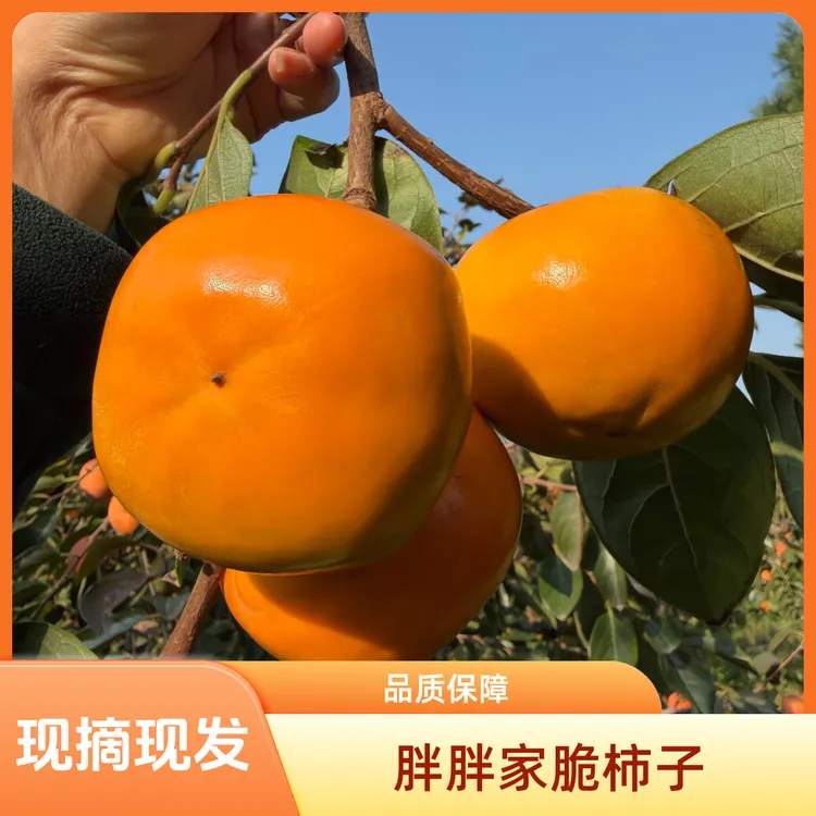 【胖胖家脆柿子】2025年运城冰糖心巧克力脆柿子阳丰脆柿