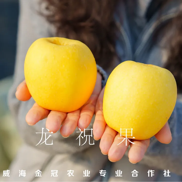 龙祝国（礼盒装）原株矮化  金冠黄金维纳斯苹果