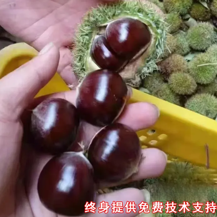 嫁接大红袍板栗苗大板油栗树苗地栽南方北方种植贵州四川云南