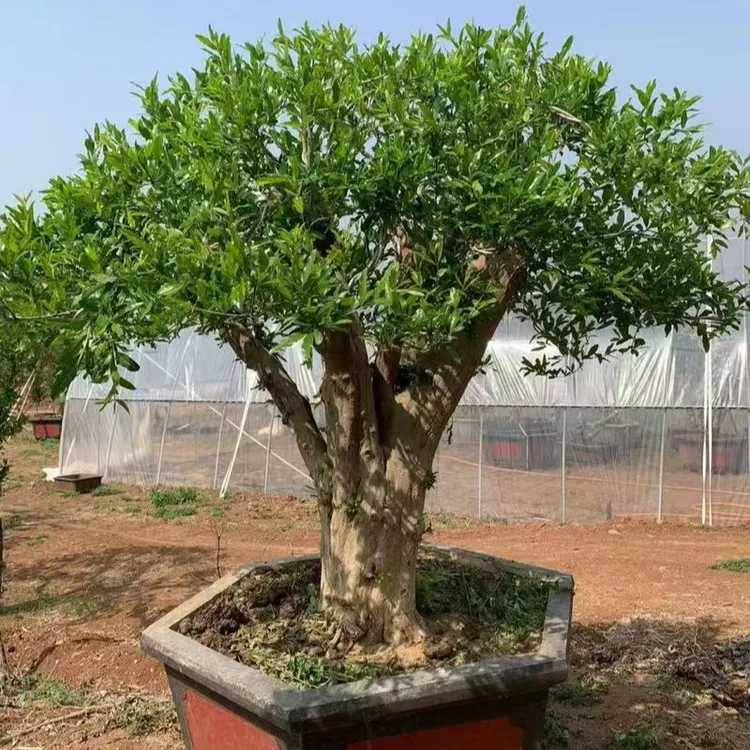 臻果坊软籽石榴绿植盆栽盆景盆景植物素材对话