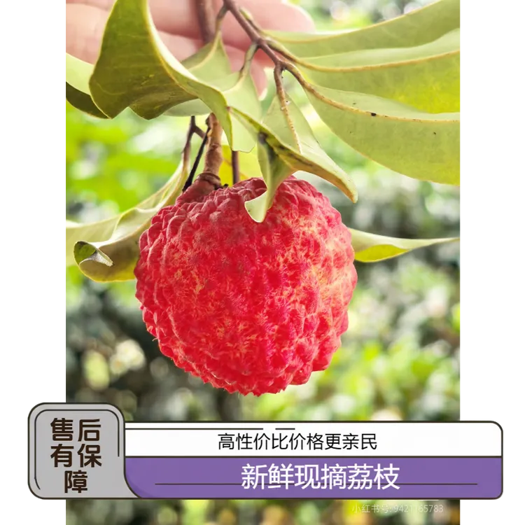 糯米糍荔枝广东汕尾发货