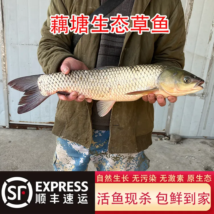 顺丰包邮湖北原生态新鲜超大草鱼皖鱼自然生长厚子鱼活鱼现杀现发