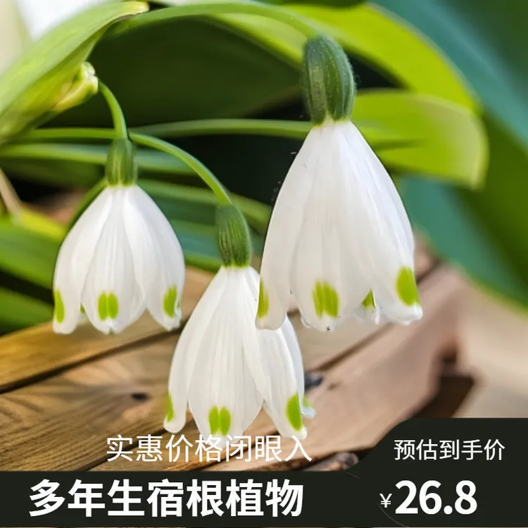 路兮小农民 进口雪片莲盆栽雪滴花白色小铃铛多年生半阴根球花卉