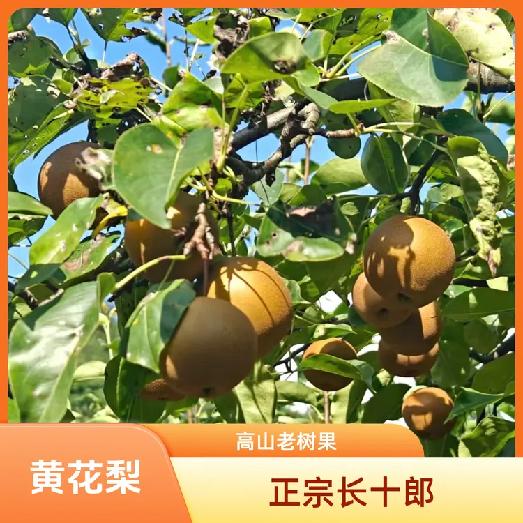 【中通包邮长十郎】湖北高山农民自种长十朗秋月黄圆梨黄花脆甜多汁