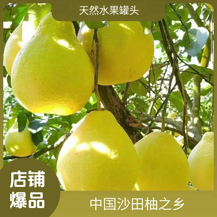 【精选小果】容县沙田柚纯甜沙田柚50年山顶老树果袋装直发