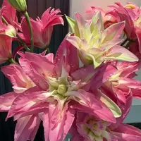 三头【宝莲灯】重瓣百合 栀子柠檬清香 夏天小清新 玫红色