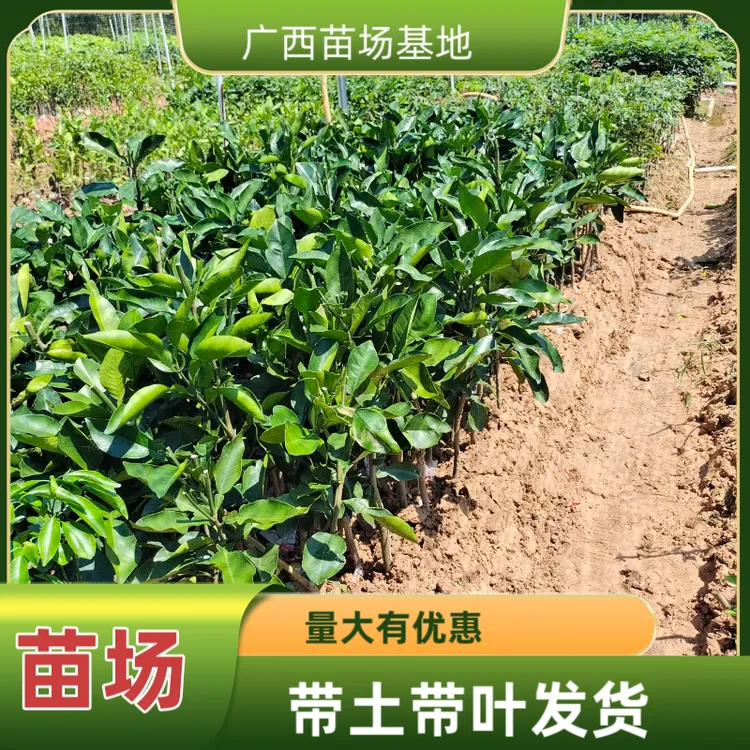 广西苗场基地直发容县沙田柚越南青柚三红蜜柚两年嫁接南方果树苗