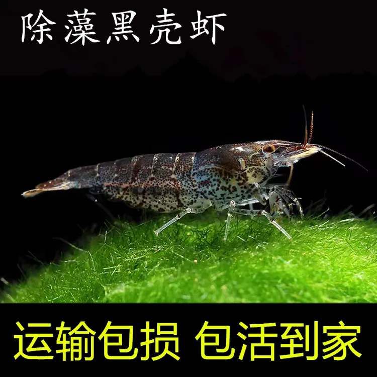 【新手除藻必买】黑壳虾活体除藻工具鱼缸清洁｜活体混养套餐免换水