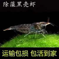【新手除藻必买】黑壳虾活体除藻工具鱼缸清洁｜活体混养套餐免换水