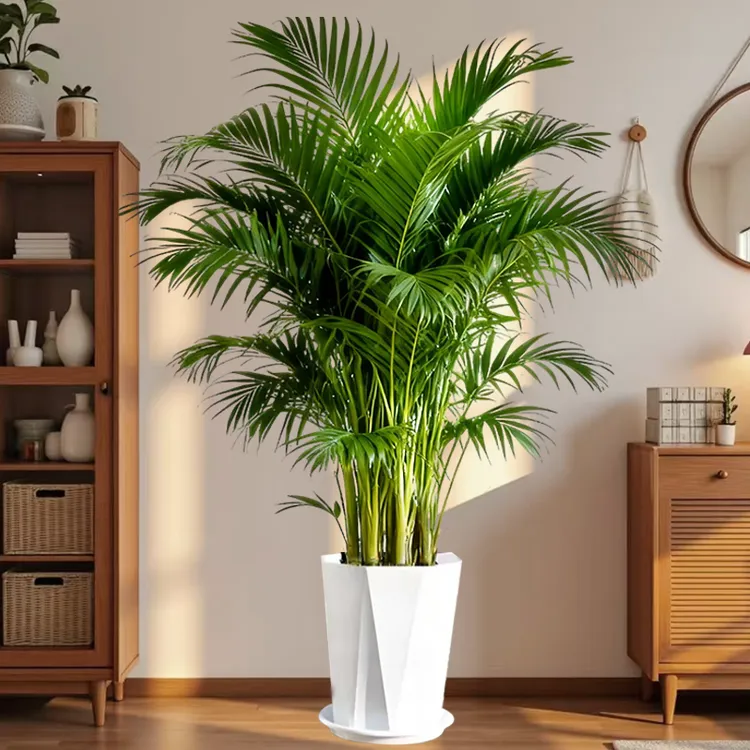 富贵椰子1.6米-1.8米四季常青室内大型绿植盆栽新房客厅净化空气