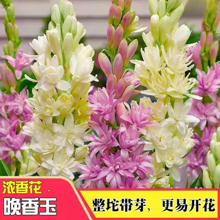 【买一发二】晚香玉种球带花苞大号阳台花卉绿植盆栽懒人庭院植物