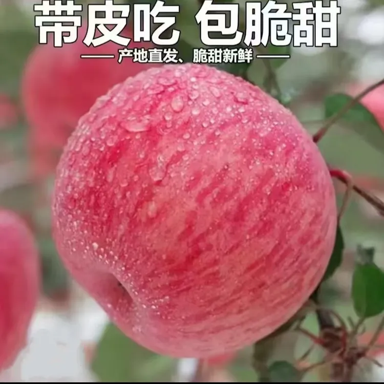 【正宗陕西红富士苹果脆甜多汁包邮】应季水果现摘现发带箱10斤