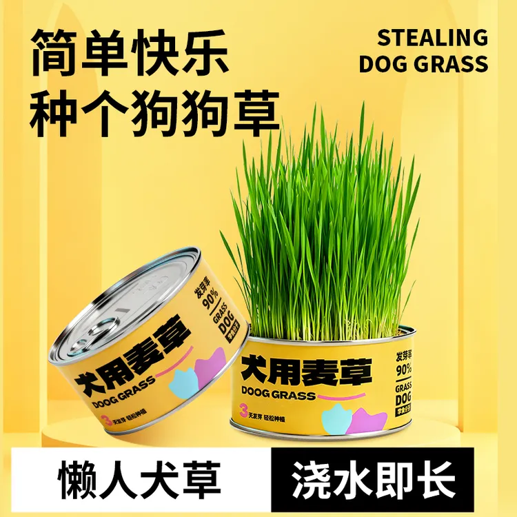 狗草犬用麦草狗狗专用草狗零食助消化化毛懒人无土狗草小型犬盆栽
