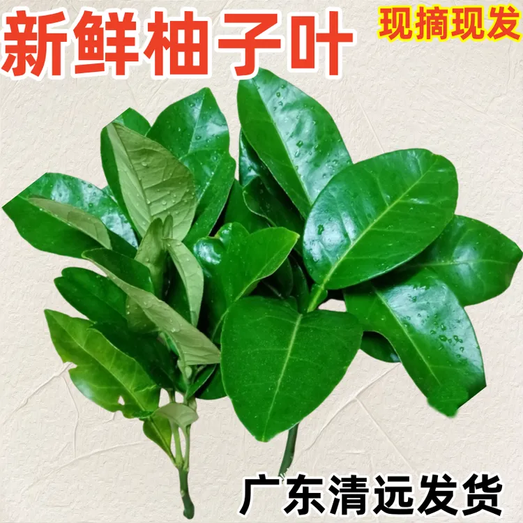 顺丰空运新鲜现摘清新柚子叶碌釉叶打扫除洗澡叶子新鲜