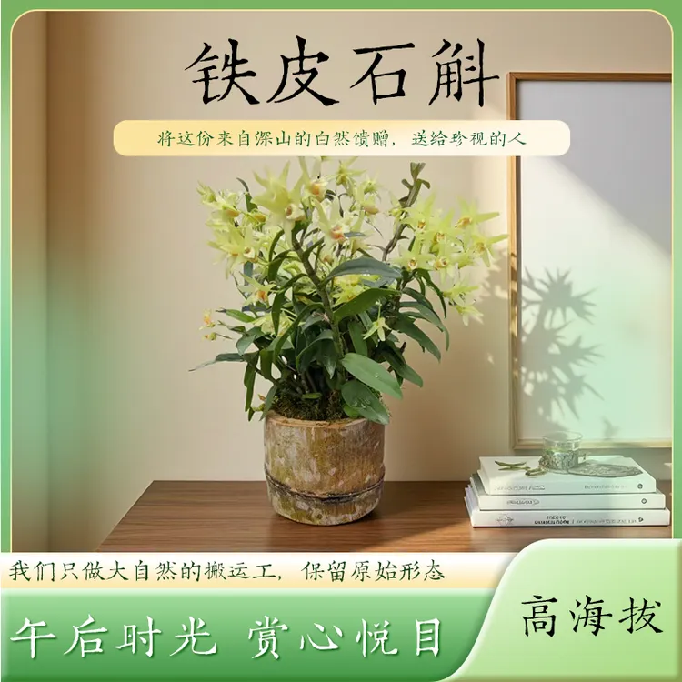 卖一发一绿植微盆景室内外植物趣味庭院种植铁皮石斛带花苞发兰花