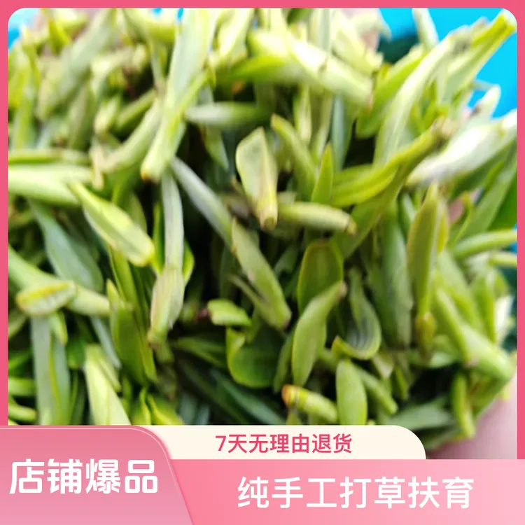 头采珍选明前特级霍山黄芽高山树林野茶纯手工头采茶野韵绿茶甜润
