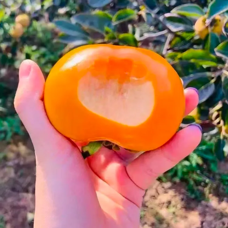 脆甜柿子树苗现挖现发南北方种植盆栽地栽太秋甜柿阳丰脆柿子树苗
